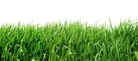 Clipart grass crop, Clipart grass crop Transparent FREE for download on WebStockReview 2023