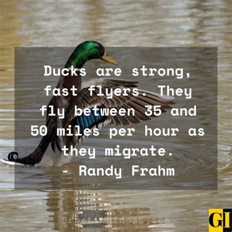 30 Inspiring Duck Quotes to Stay Calm Amidst the Storm