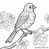 Robin Coloring Pages  Free & Printable sketch template