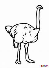 Ostrich Coloring Pages Printable For Free Download sketch template