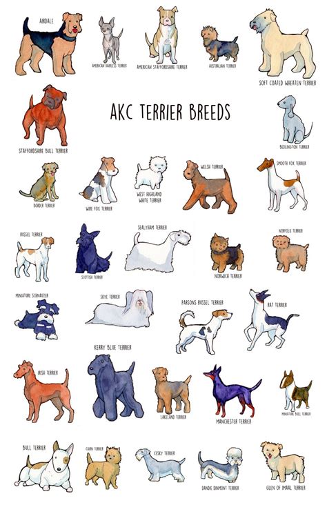 Poster of AKC Terrier Group - Etsy