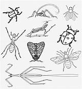 Bugs And Insects Coloring Pages Sketch Page sketch template