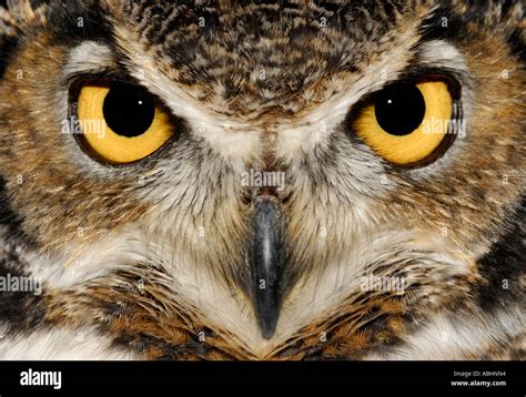 Owl eyes, Bubo virginianus, close-up of face Stock Photo - Alamy