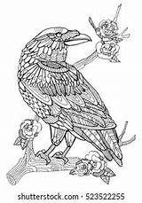 Crow Bird Coloring Book Adults Vector De Stock Libre  sketch template