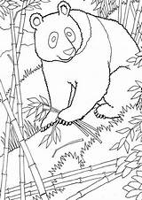 Free & Easy To Print Panda Coloring Pages  Tulamama sketch template