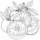 Grapefruit Coloring Pages Printable For Free Download sketch template