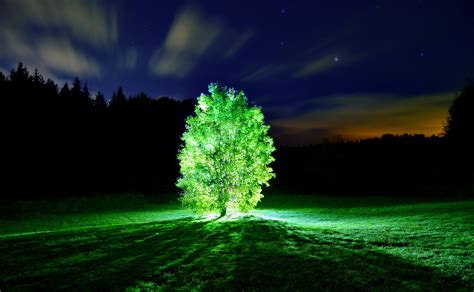 tree, Lights, Glowing, Tree, Night, Landscape, Nature Wallpapers HD / Desktop and Mobile Backgrounds
