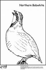 Quail Coloring Pages For Kids Sketch Page sketch template