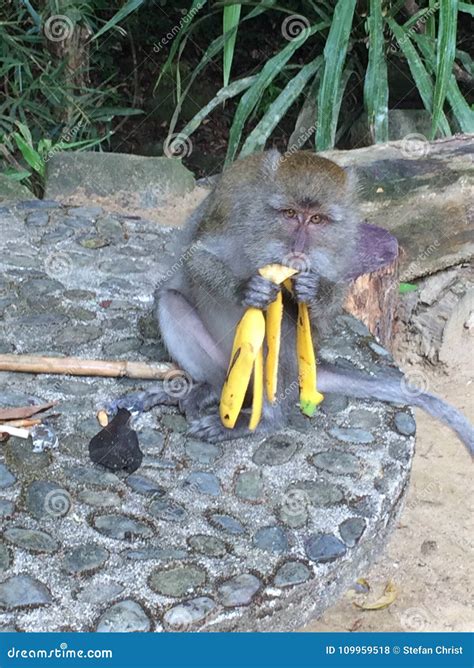 Monkey Eat Banana in Jungle in Thailand Stock Photo - Image of monkey ...