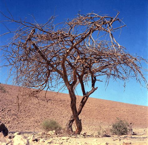 תפילת ט״וּ בִּשְׁבָט | A Tu Bishvat Prayer for Trees, by Rabbis for ...