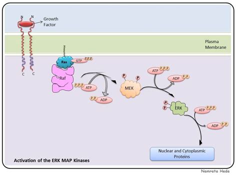 B for Biology: Signal Transduction Pathway - MAP Kinase Pathways (Part 1)