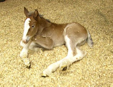 Budweiser Clydesdale History Picture | Budweiser Clydesdales: A History - ABC News