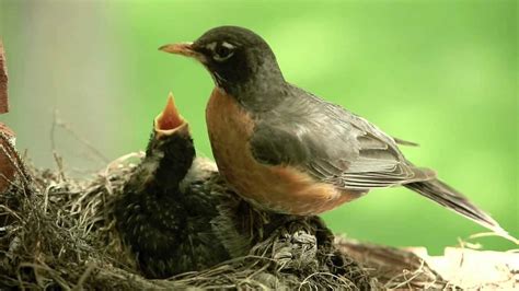 Mother Bird Baby Bird Worm