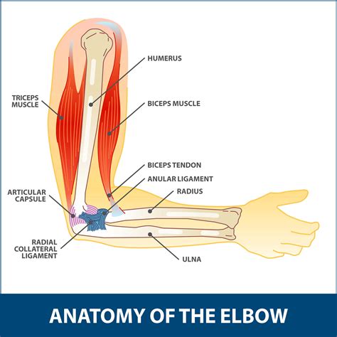 Elbow Anatomy - Human Anatomy