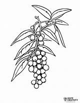 Blueberry Coloring Pages Free Printable PDFs  Invite Creativity sketch template