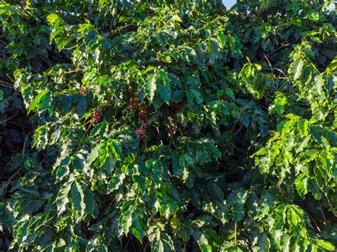 Premium Photo | Beautiful coffee plantation, grain on the branches.