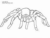 Tarantula Spider Coloring Page sketch template