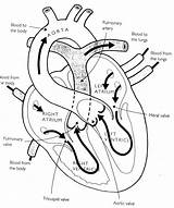 Pulmonary Circulation Coloring Page Sketch sketch template