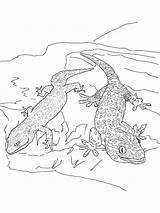 Two Geckos coloring Page sketch template