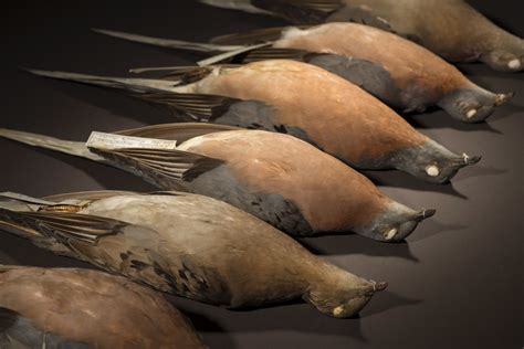 How the passenger pigeon went extinct so quickly - Earth.com