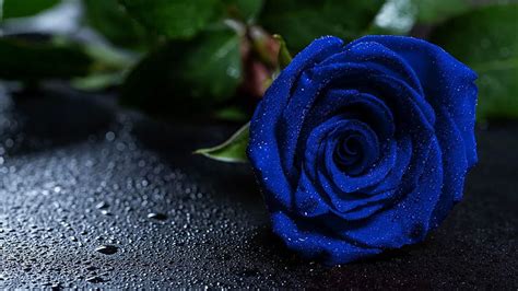 Rose, blue rose, drops, bud tablet, laptop background, Blue Roses HD ...