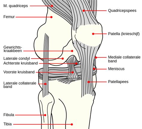 File:Knee diagram nl.svg - Wikimedia Commons