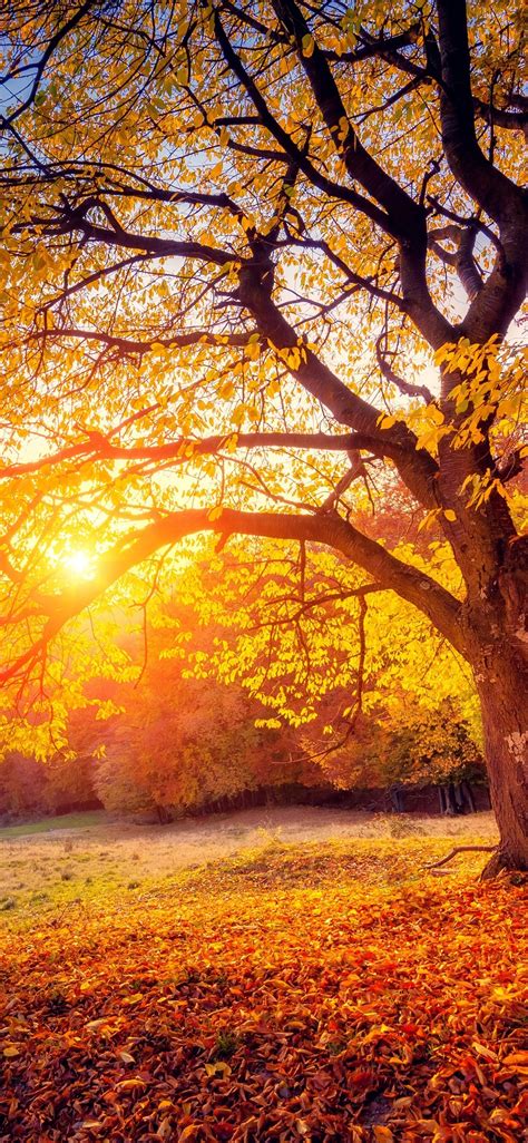 Tree, sunset, sunshine, autumn 1125x2436 iPhone 11 Pro/XS/X wallpaper ...