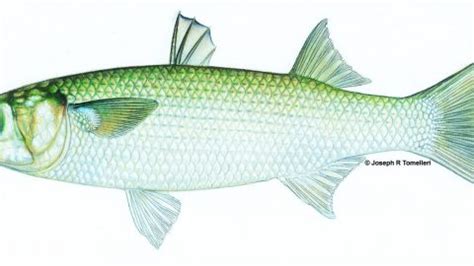 Striped Mullet | TNACIFIN | Freshwater Information Network