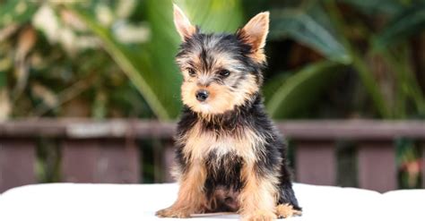 Yorkie vs Shih Tzu: อะไรคือความแตกต่างที่สำคัญ 8 ประการ? | Newagepitbulls