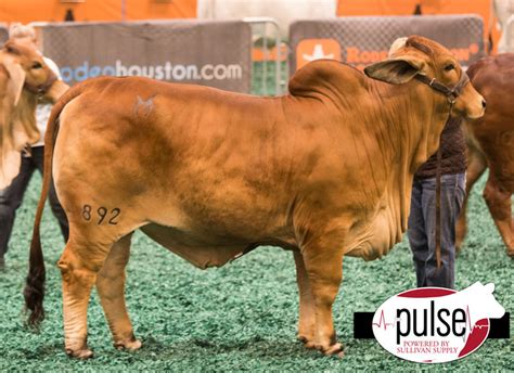 Houston Livestock Show – Open Red Brahman Females | The Pulse