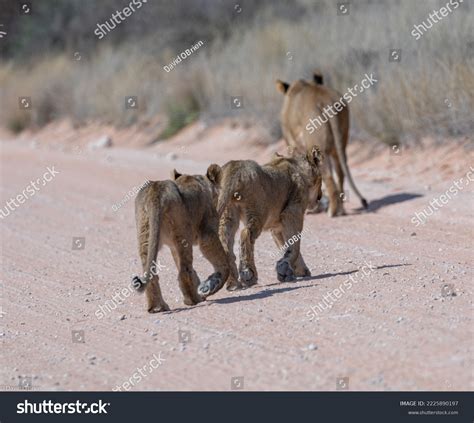 Lion Cubs South African Veld Stock Photo 2225890197 | Shutterstock