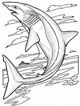 Free Printable Shark Coloring Pages For Kids sketch template