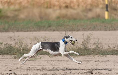 Greyhound Dog Running in Training Stock Photo - Image of feet, sand ...