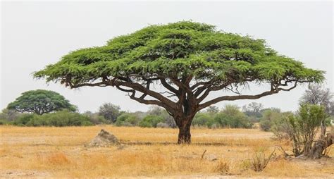 Acacia Senegal Gum Arabic Tree *** *** **** 5000 Seeds B - Etsy ...