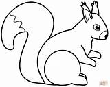 Squirrel coloring Page  Free Printable Coloring Pages sketch template