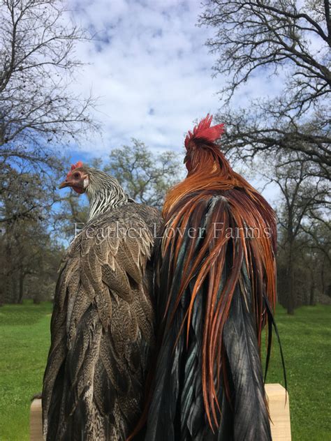 Proto-Onagadori Chickens For Sale | Feather Lover Farms