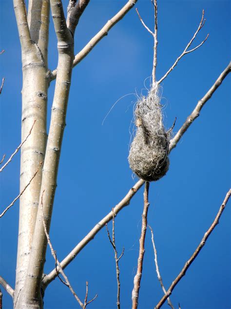 Bullock's Oriole Nest | Bullock’s Oriole Nest – Boulder, Col… | Flickr