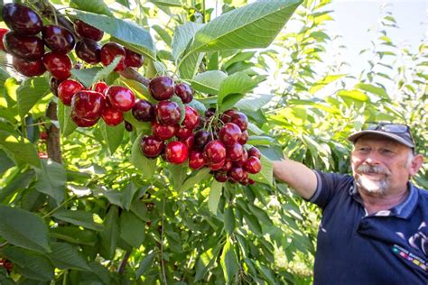 Big hopes for a big cherry – Good Fruit Grower