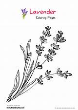 Lavender Coloring Pages For Kids – Free Printables  Art & Craft sketch template