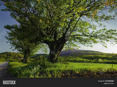 Old Oak Tree Landscape Image & Photo (Free Trial) | Bigstock