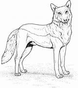 Coloring Page Of Wolf Pages sketch template