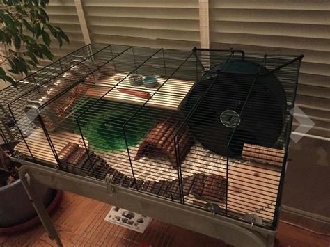 Great cage setup for a Syrian Hamster | Syrian hamster cages, Hamster toys, Syrian hamster toys