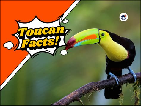 19 Fascinating Toucan Facts: You Need to Know