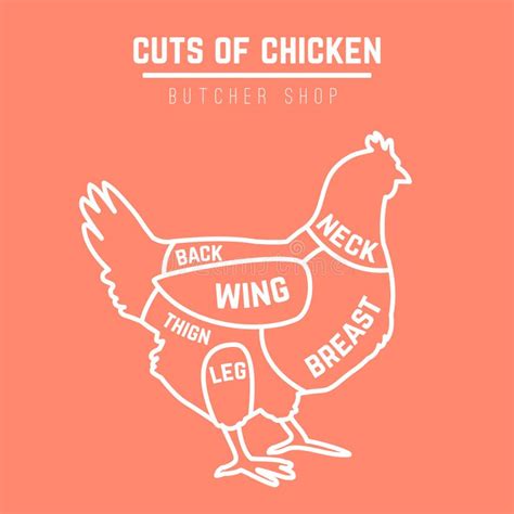 Cuts of Chicken Butcher Diagram Stock Illustration - Illustration of ...