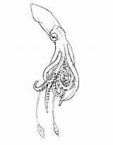 Squid Coloring Pages Free Printable PDF sketch template