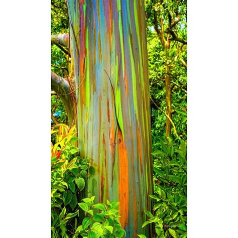 Rainbow Eucalyptus Growing Zones