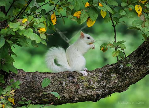 The White and Albino Squirrel Phenomenon + New US Maps!