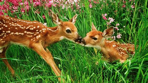 Baby Deer Wallpapers - Wallpaper Cave