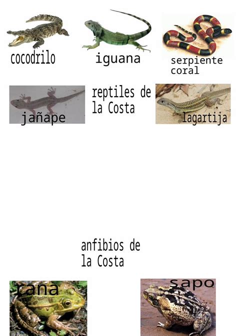 (DOCX) Reptiles y Anfibios Del Peru - DOKUMEN.TIPS