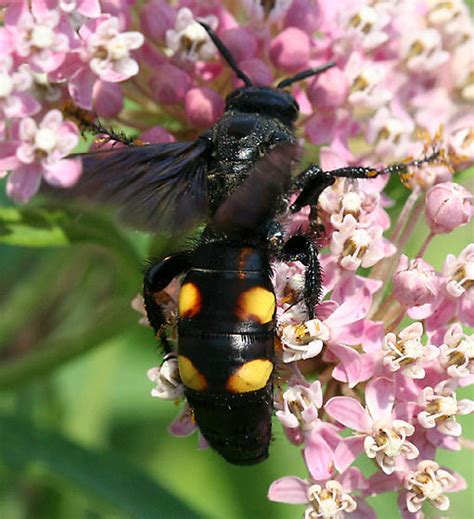 Large Black Wasp : Unlike other wasps, they do not have stripes or ...